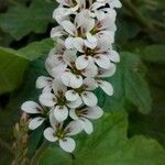 Francoa appendiculata Flower