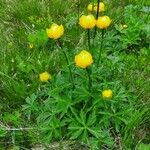 Trollius europaeus Pokrój