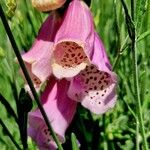 Digitalis thapsi Kwiat