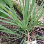 Cymbopogon citratus 葉