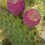 Opuntia dillenii Fruit