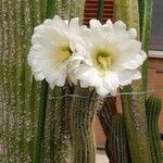 Lobivia bridgesii Floare
