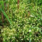 Stellaria holostea Hábito