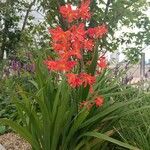 Crocosmia × crocosmiifloraKukka