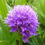 Traunsteinera globosa Flower