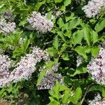 Syringa pubescensFloro