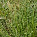 Carex brunnescens Hábito