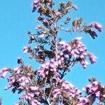 Erica australis Fiore