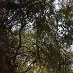 Zanthoxylum chalybeum आदत