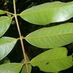 Myrcia splendens Leaf