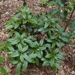 Rhododendron campanulatum Yaprak