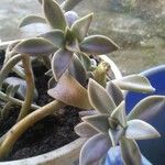 Graptopetalum paraguayense Foglia