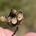 Althaea cannabina Плід