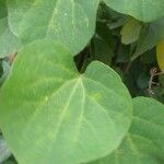 Ipomoea obscura Leaf