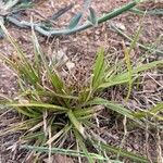 Carex hordeistichos Blad