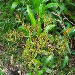 Dendrophorbium lucidum Flor