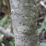 Pandanus purpurascens Corteza