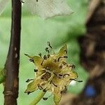 Pyrus calleryana Kvet