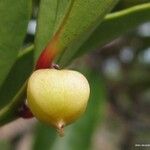 Phyllanthus francii Fruit