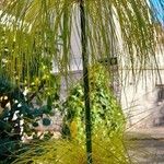 Cyperus papyrus Folha