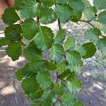 Nothofagus pumilio পাতা