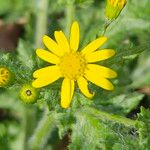 Senecio vernalisЦвят