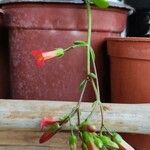 Bryophyllum manginii Yaprak