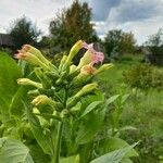 Nicotiana tabacum Blomma