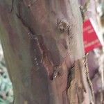 Cephalotaxus fortunei Bark