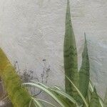 Dracaena trifasciata ഇല