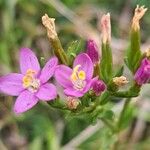 Centaurium littorale Virág