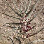 Asclepias brachystephana عادت