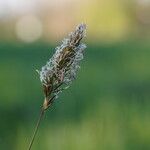 Anthoxanthum odoratum Leaf