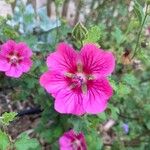 Anisodontea capensis Fleur