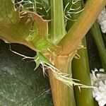 Eryngium spinalba Casca