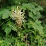 Phyteuma spicatum Flower
