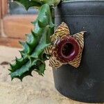 Huernia zebrina പുഷ്പം