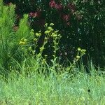 Silphium asteriscus Leaf