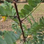 Robinia hispidaBlatt