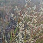 Ouret lanata Flor