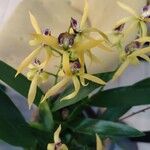 Prosthechea cochleata Fleur