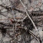 Parthenocissus tricuspidata Лист