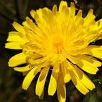 Crepis conyzifolia Flower