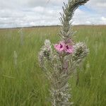 Sopubia lanata Fleur