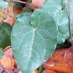 Epimedium pinnatum Leaf