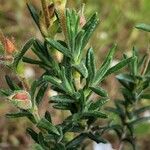 Cistus monspeliensis Leaf