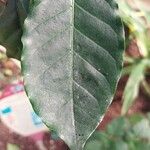 Coffea canephora Leaf