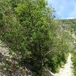 Quercus ilex عادت داشتن