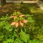 Euphorbia heterophylla Цвят