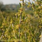 Rhamnus oleoides Other